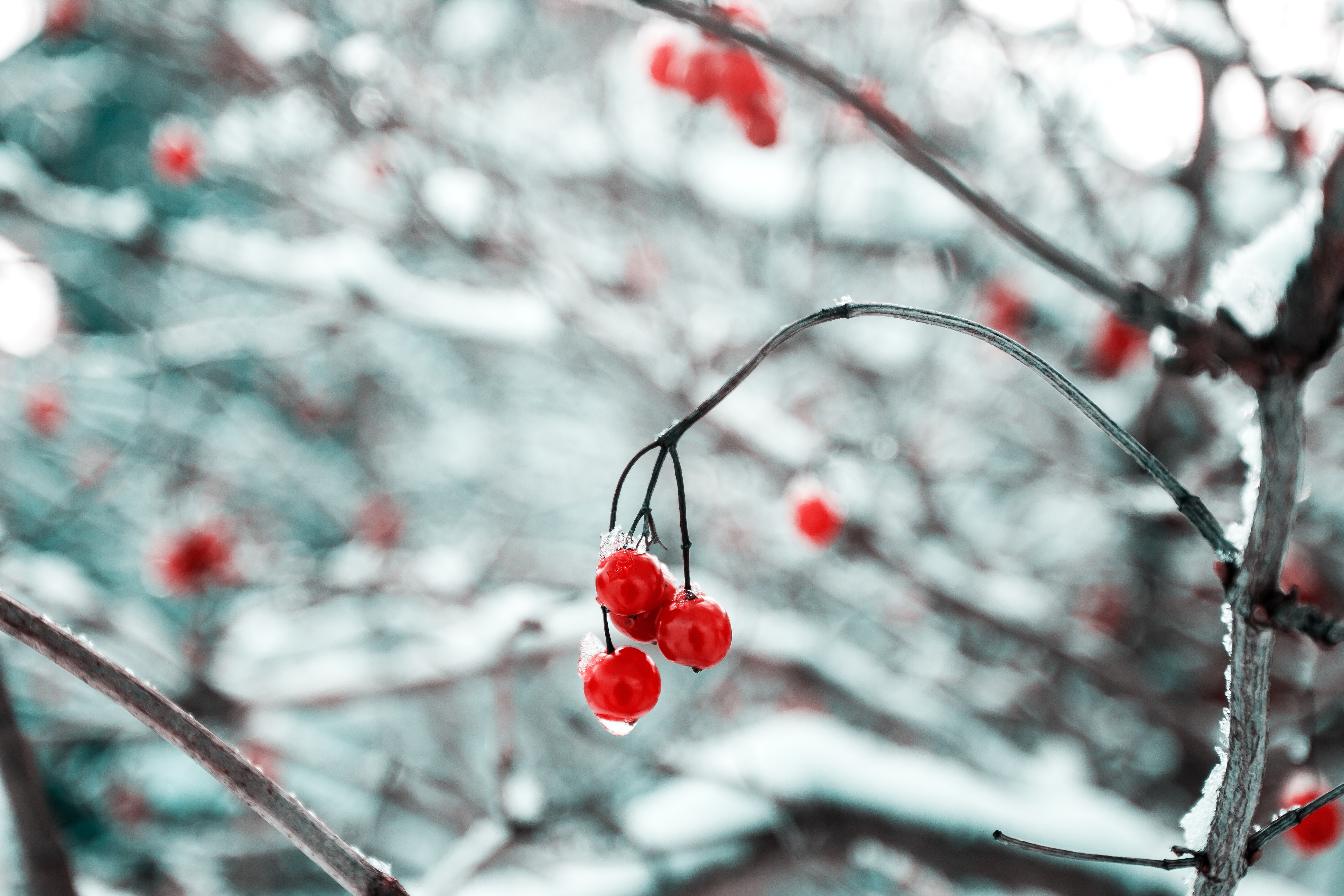 Un jardin féerique pour Noël