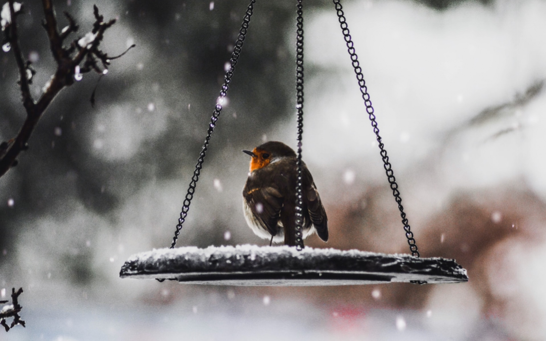 Les travaux d’hiver dans votre jardin