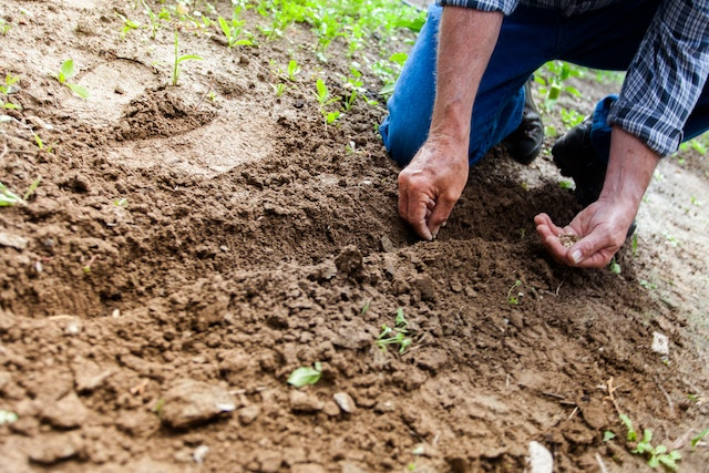 Distance optimale pour planter les pommes de terre : guide pratique