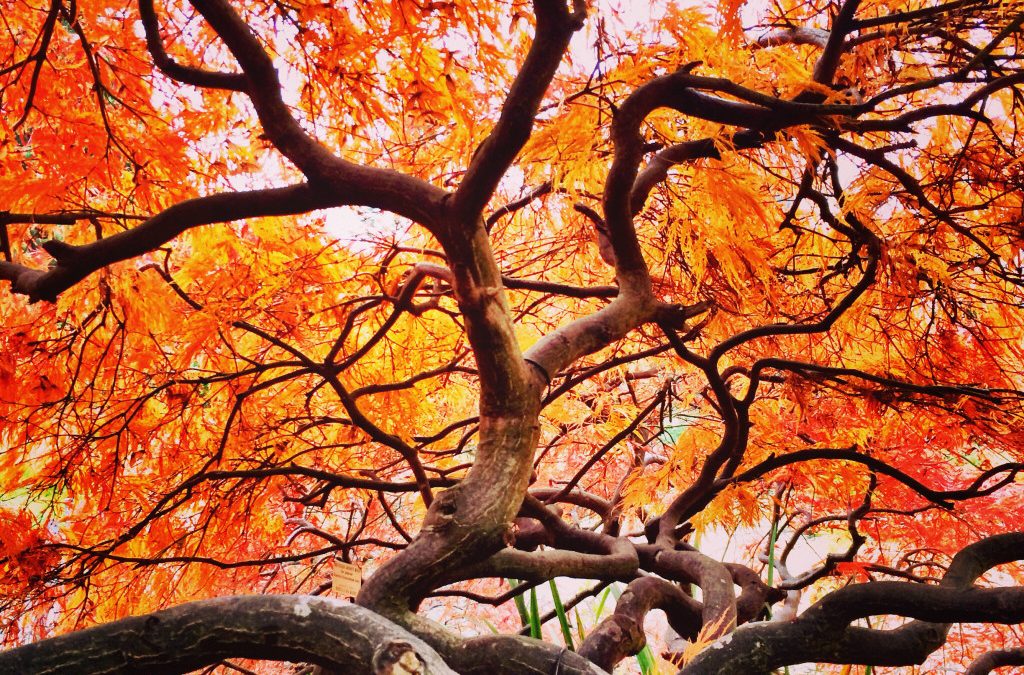 Entretenir son jardin en automne