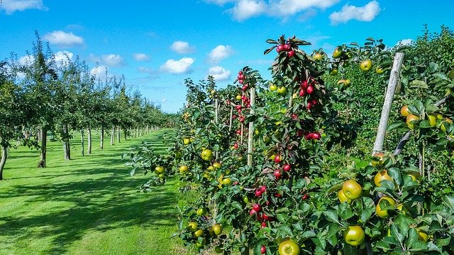 Les pièges à phéromones pour bien s’occuper de son verger