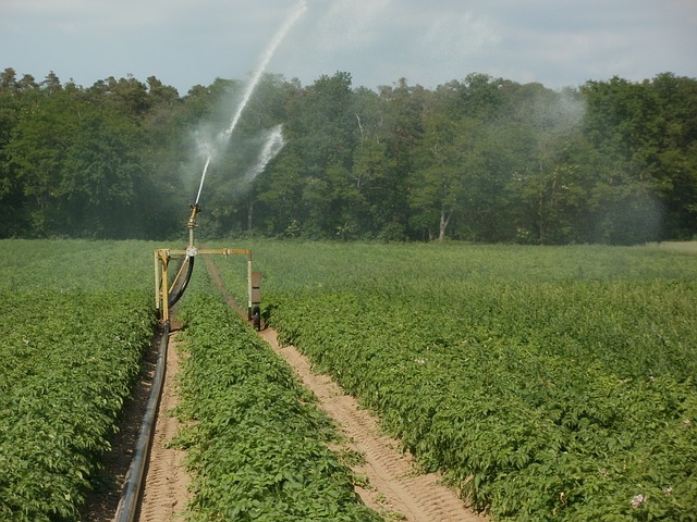 Faire pousser rapidement ses plantes en 4 étapes