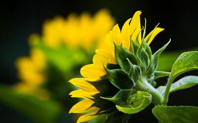 Pourquoi planter de fines herbes au jardin ?