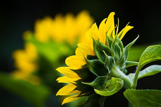 Pourquoi planter de fines herbes au jardin ?