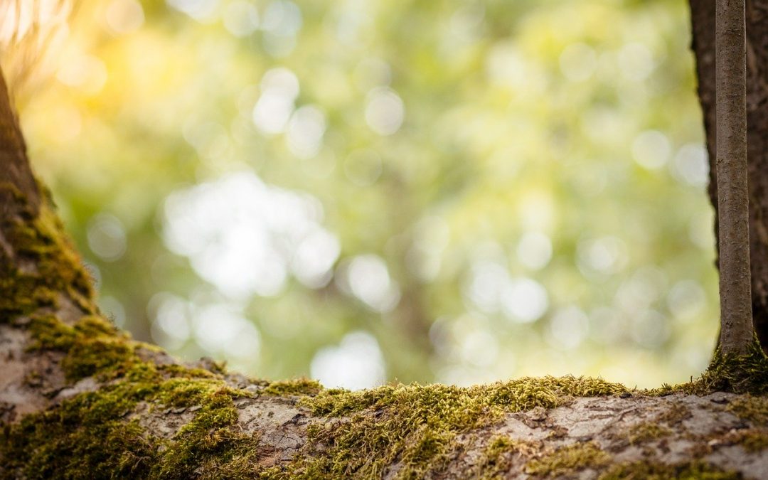 Comment profiter de la lumière naturelle grâce à son jardin?