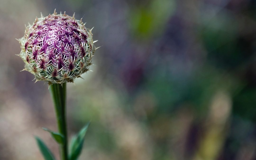 Adieu les mauvaises herbes et la pollution