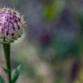 La boule violette sur la tige